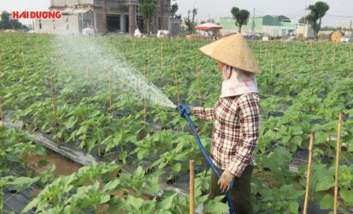 Cánh đồng hoa hướng dương chờ ngày bung tỏa